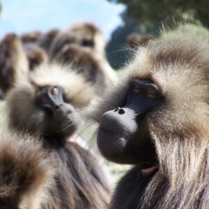 A leader and follower male gelada