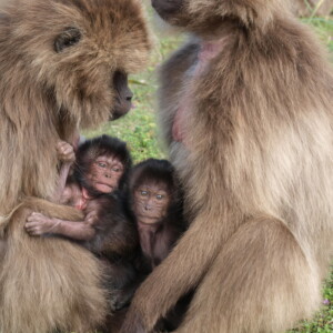 Female and their newborns